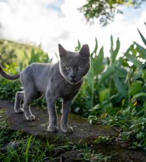 Gray cats exploring and walking through lush green garden plants.
