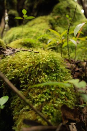 Lush green moss grows on forest floor with delicate leaves in soft lighting.