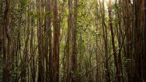 Sunlight filters through dense bamboo forest creating mysterious woodland atmosphere.