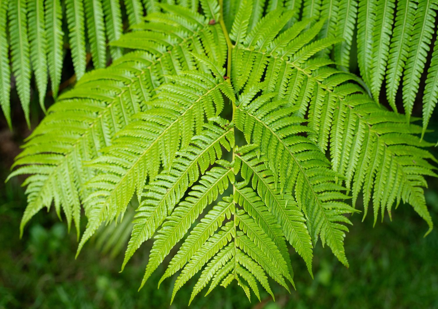 Close-up of vibrant green fern fronds creating a natural pattern.