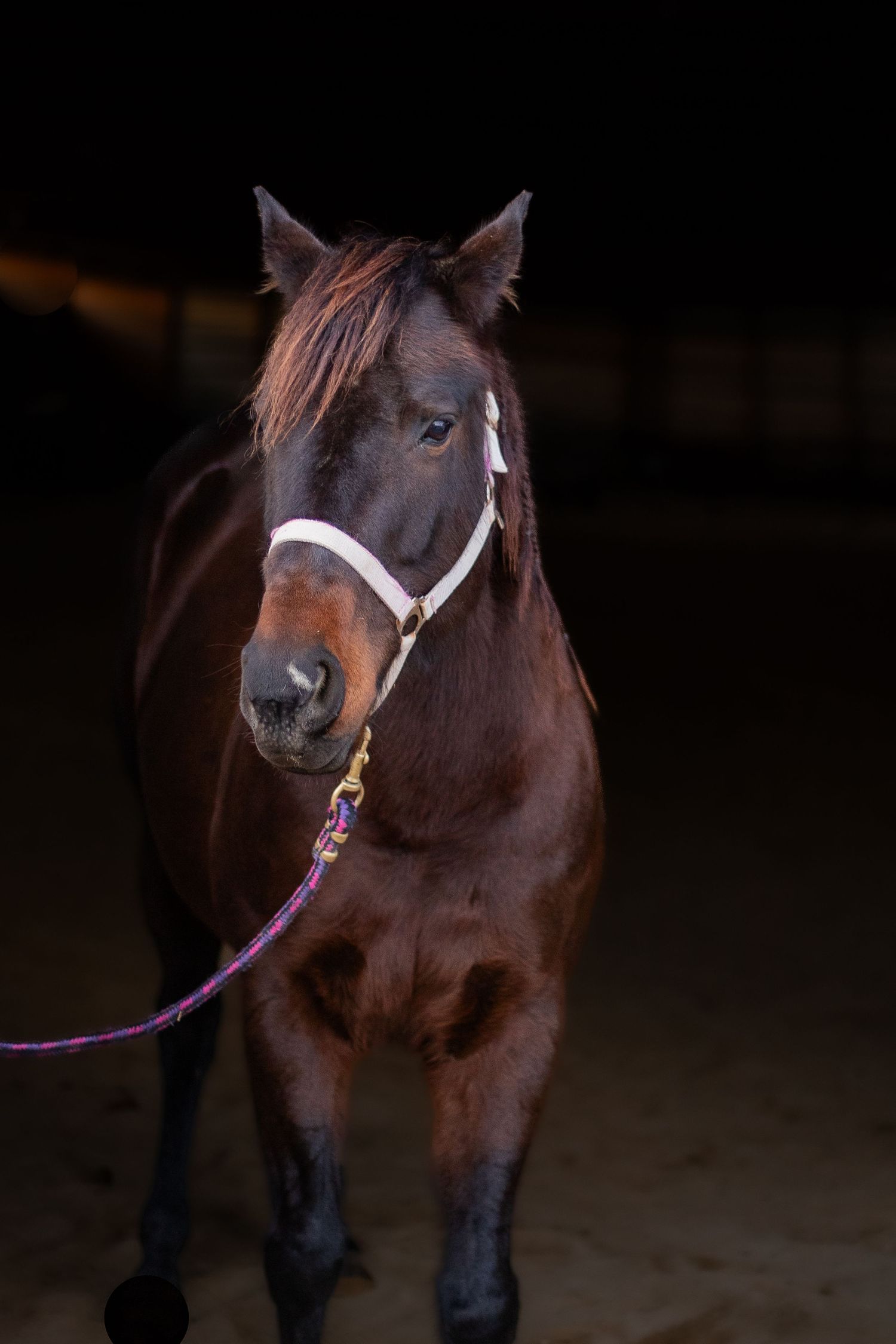 Woman with horse
Girl petting horse
Horse and handler
Indoor arena photography
Horse headshot
Horse portrait
Bonding with horse
Horse Photos
