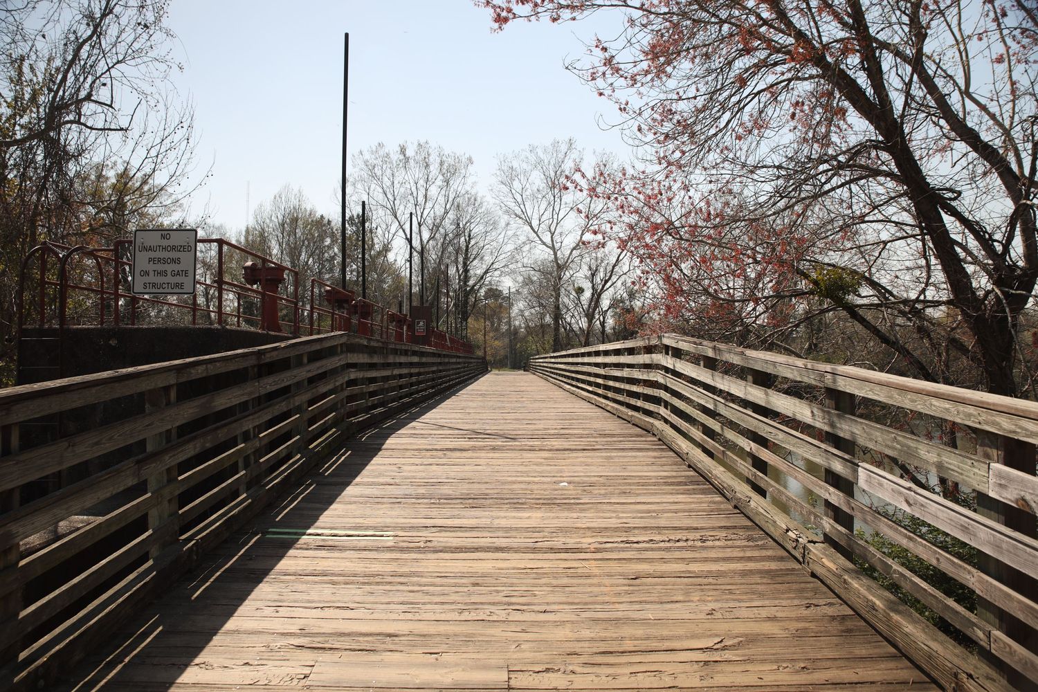 A wooden boardwalk stretches into the distance with bare trees and cherry blossoms along the sides.