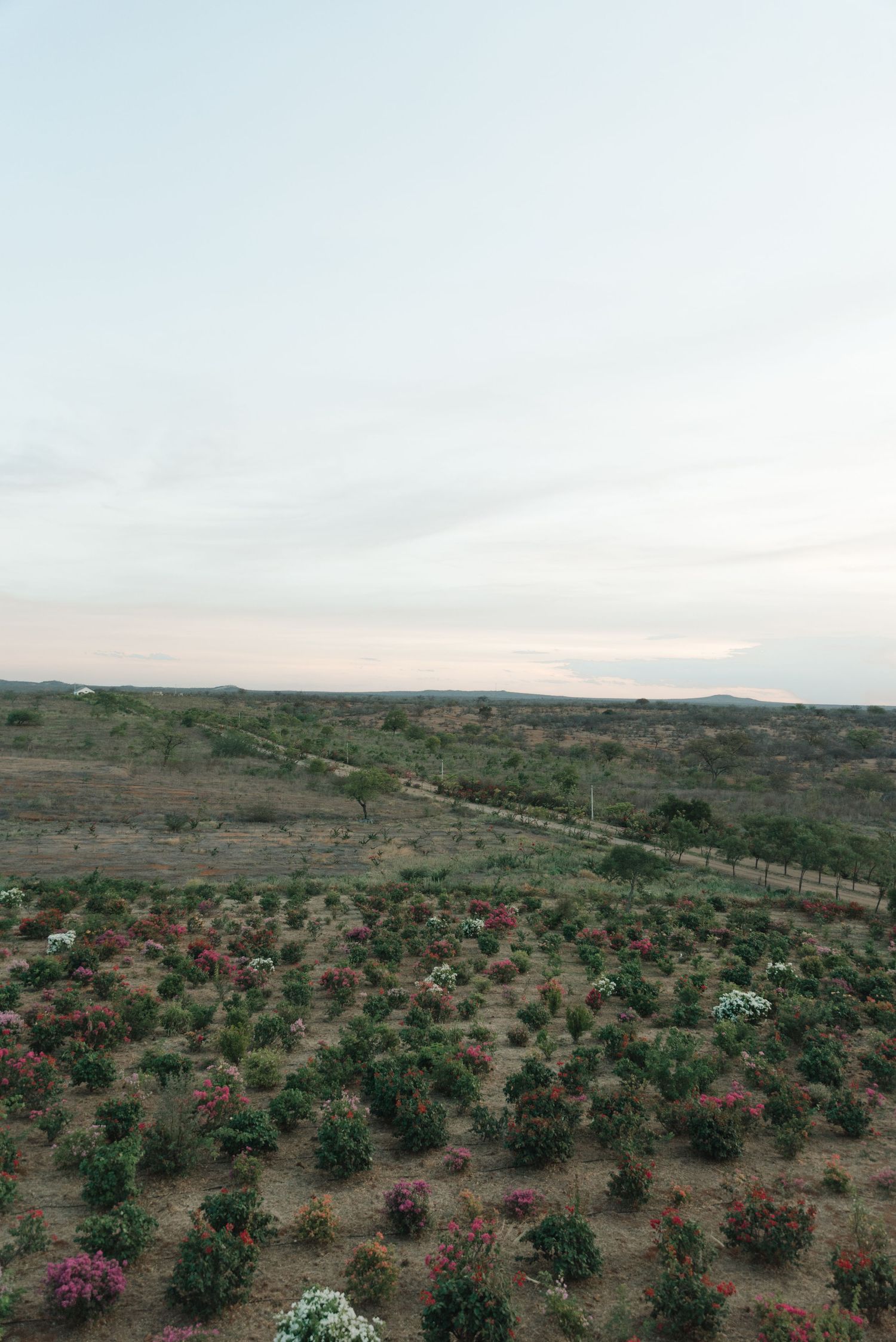 Landscape view of desert garden with blooming flowers and distant hills at dusk.