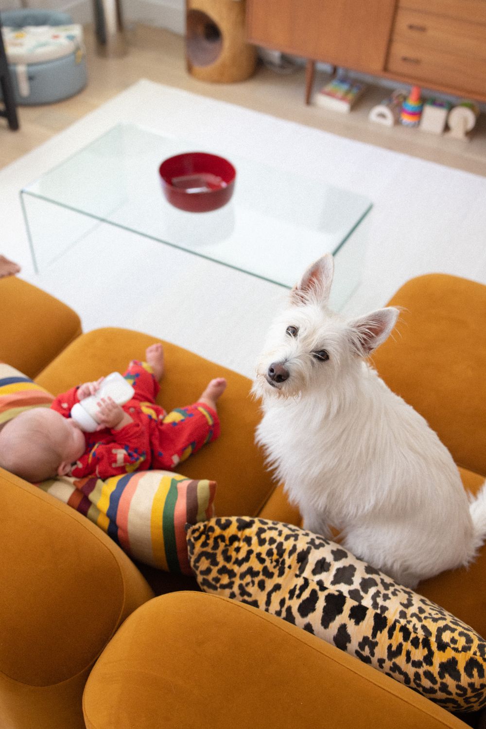 A small white dog rests on an orange couch with leopard print and striped pillows.
