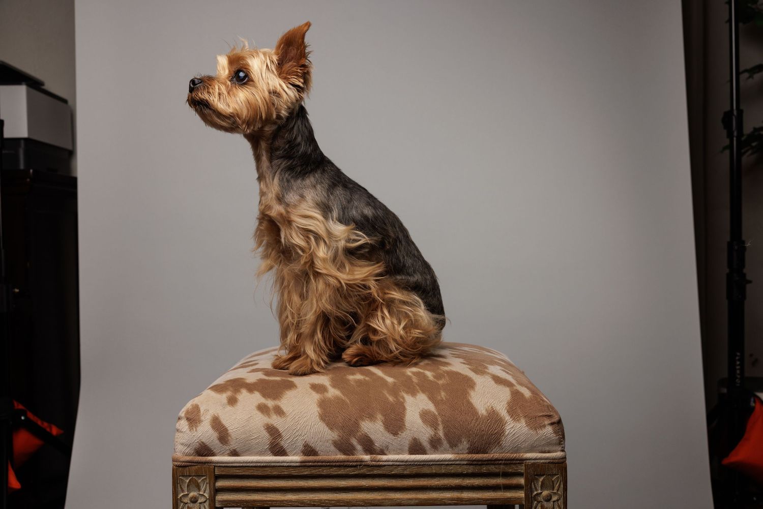 unedited image of yorkie posing on a cow print stool