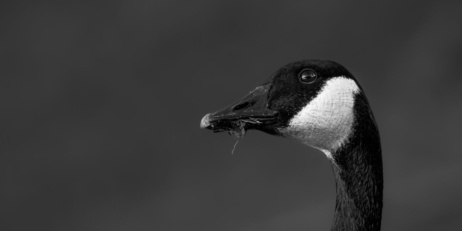 View of canadian goose posed dramatically in b&w