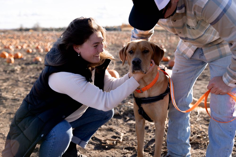 A heartwarming scene of a person petting a brown dog wearing an orange harness in a rural field.