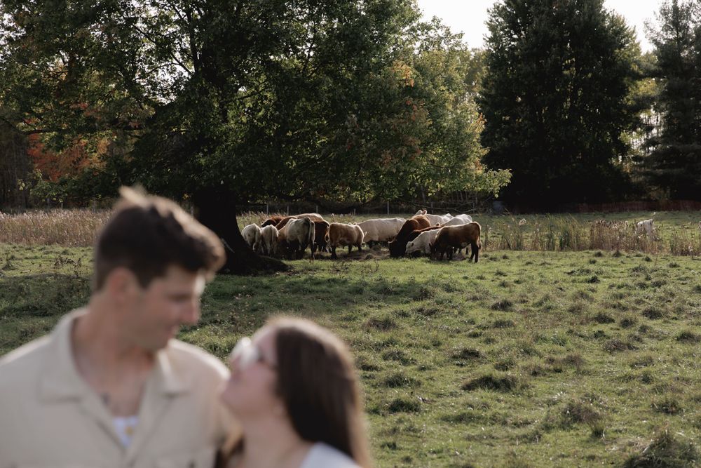Couple sharing an intimate moment in a field with cows grazing in the background.