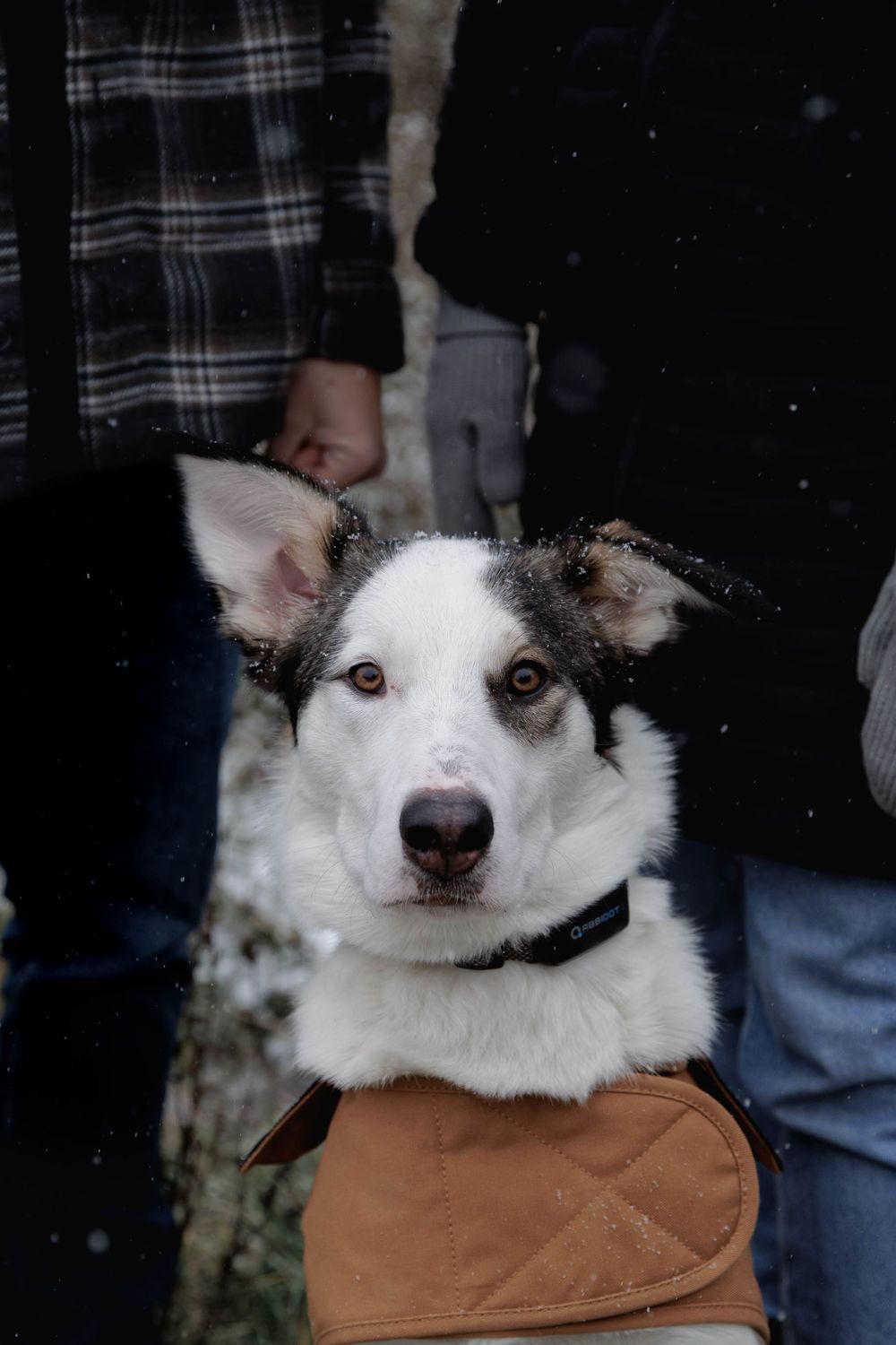 Close-up sequence of a black and white husky dog's face resting on a brown leather surface.