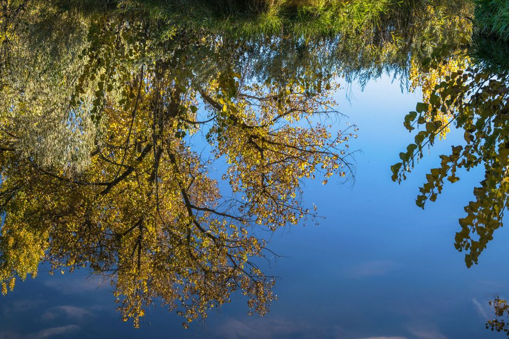 Tree branches with yellow autumn leaves reflected in still water against a bright blue sky.