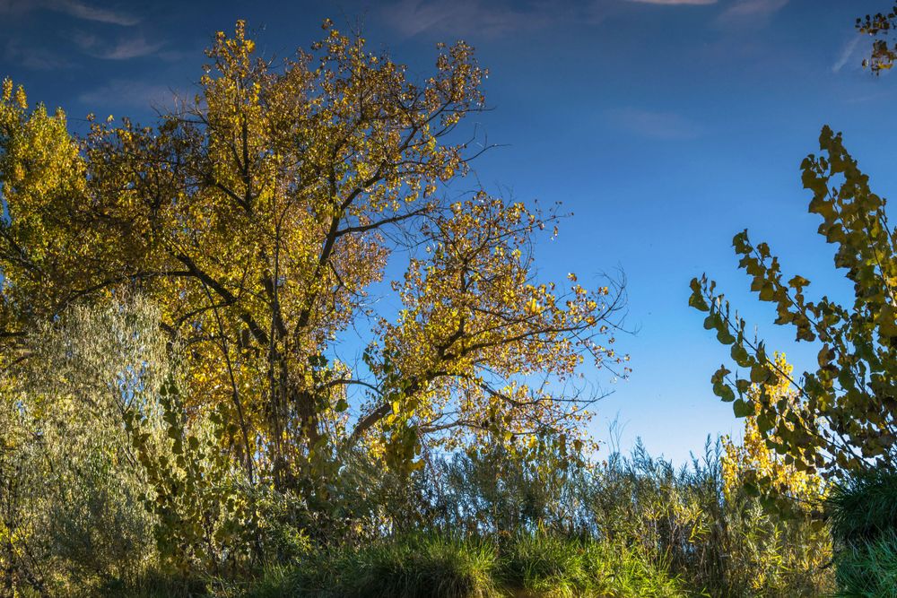 Yellow autumn trees against bright blue sky with white clouds.