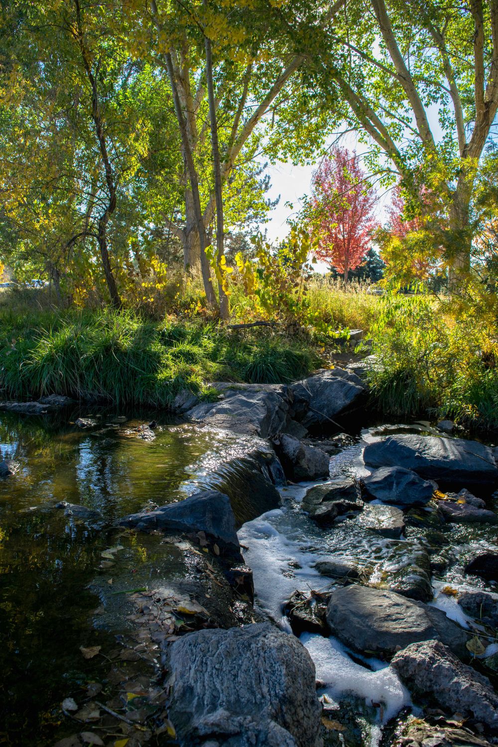 Rocky stream flows through autumn forest with colorful fall foliage overhead.