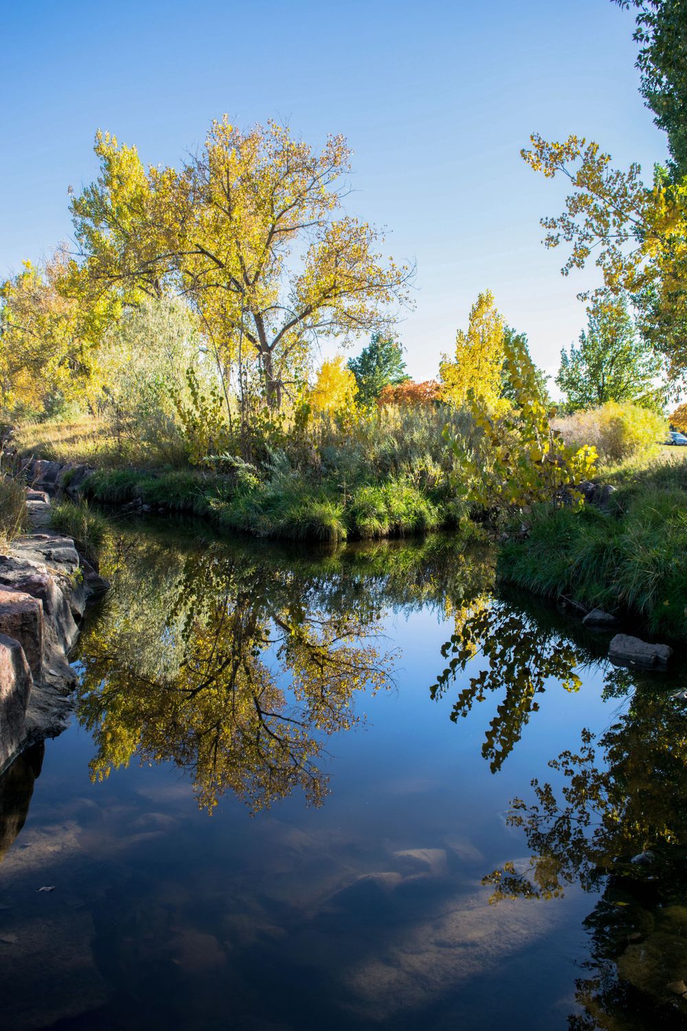 Calm pond reflects yellow autumn trees and blue sky with rocky shoreline.
