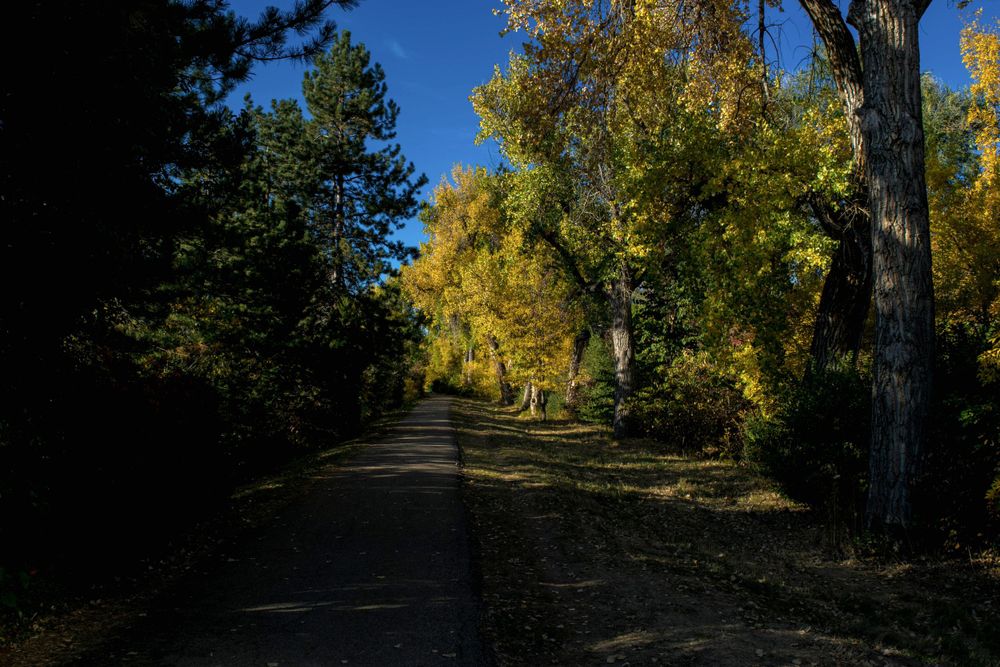 A tree-lined path in autumn with golden foliage creating a natural tunnel effect.