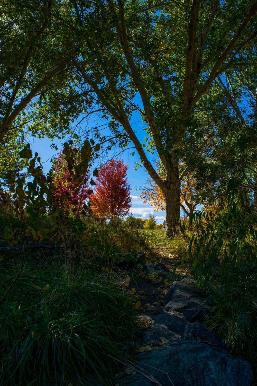 A rocky garden path leading through trees with vibrant red foliage against blue sky.