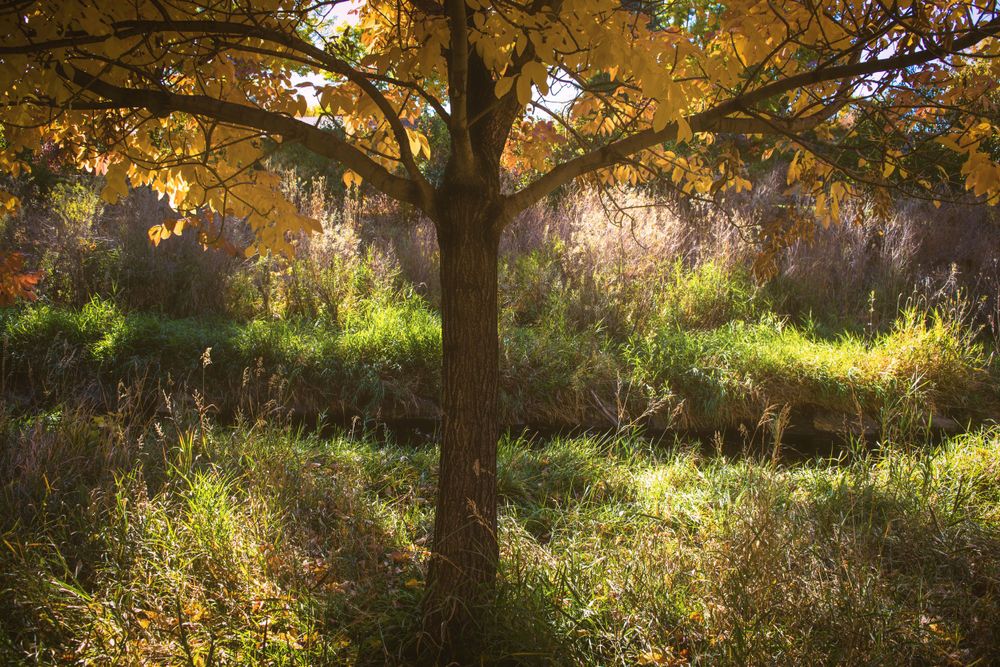 Sunlight filters through a golden autumn tree creating a dreamy woodland scene.