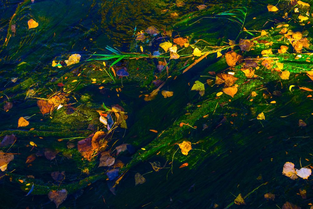 Fallen autumn leaves floating on dark water creating an abstract pattern of orange and green.