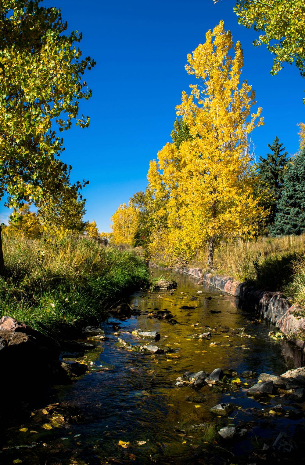 Golden aspen trees line a rocky stream during peak fall colors against deep blue sky.