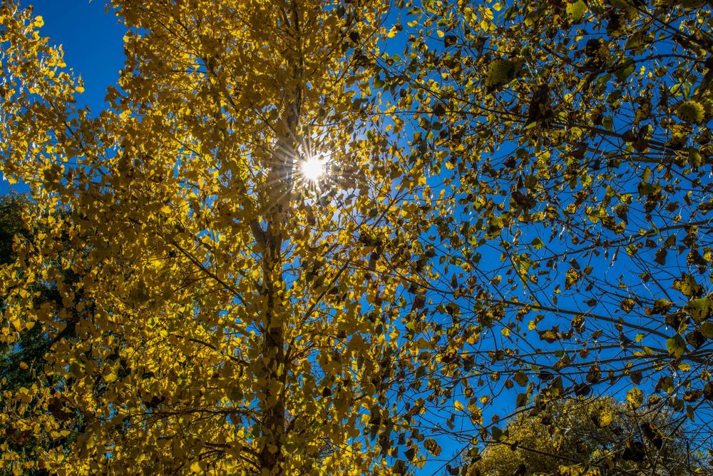 Sunburst through yellow aspen leaves against vivid blue autumn sky.