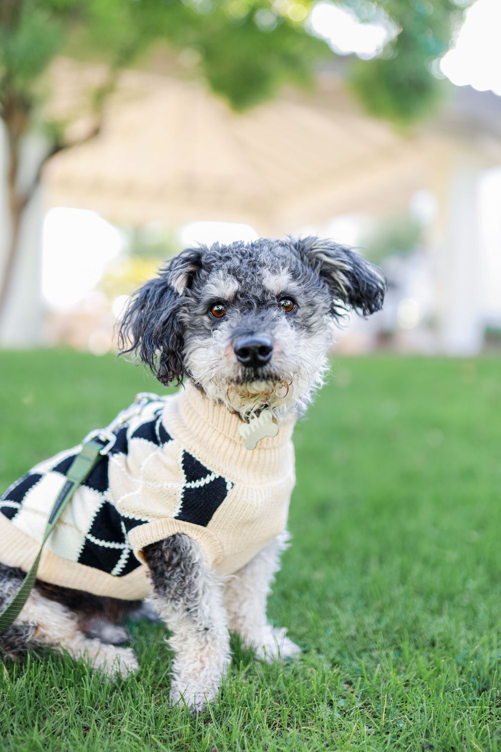 A small poodle mix wears a plaid sweater.