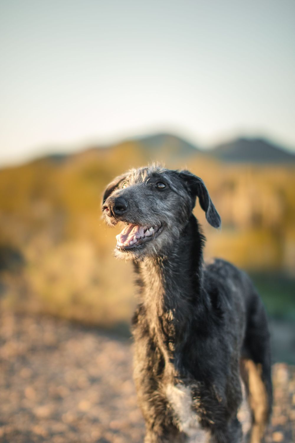 A young Scottish deerhound puppy smiles at the camera.