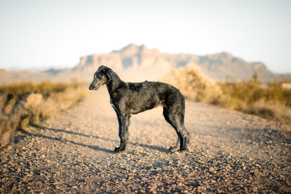 A young scottish deerhound shows off his impressive looks in a conformation stack. He is standing in front of mountains.