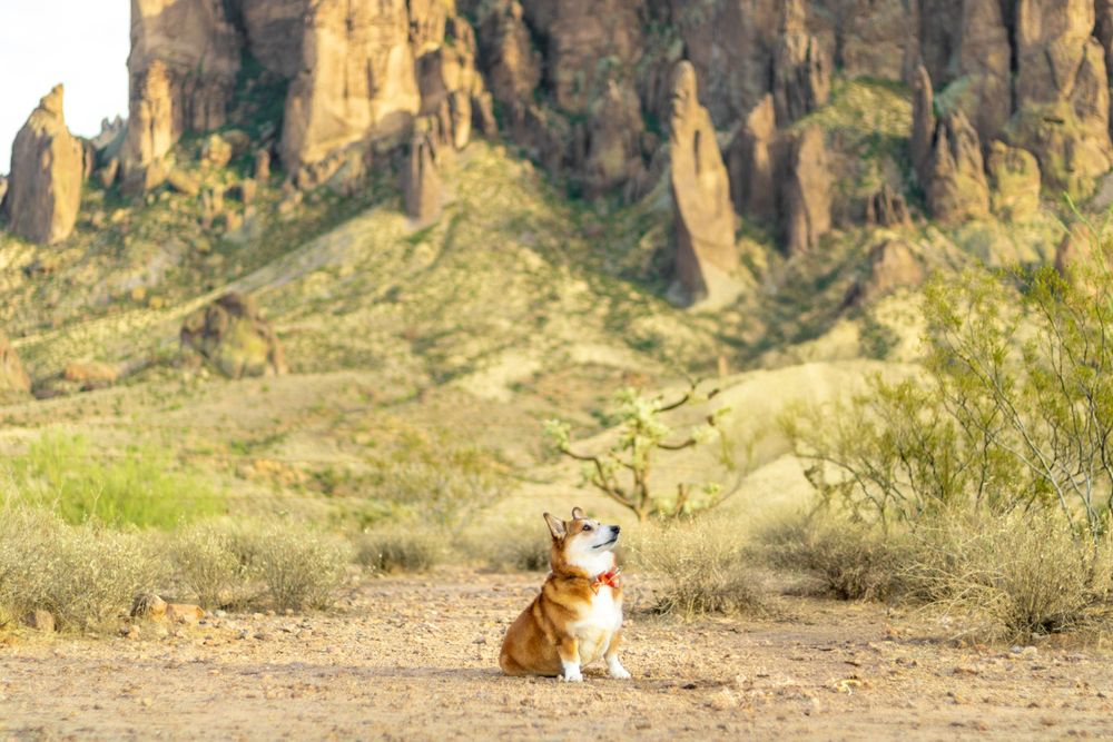 A young corgi looks into the sky, standing before the desert mountains.