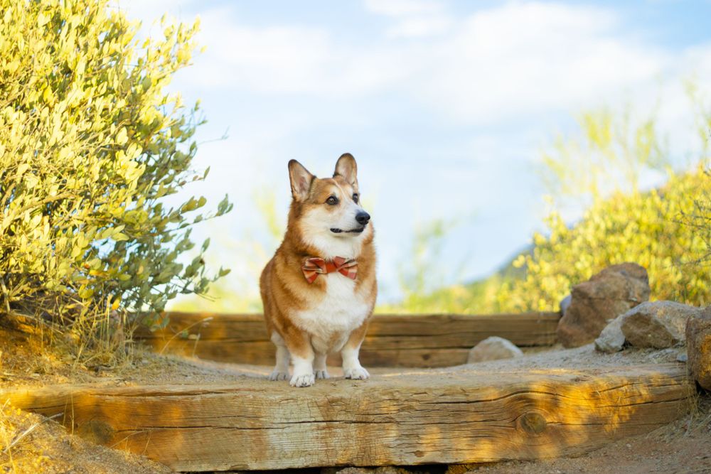 A tan and white corgi stands on a wooden step, gazing off into the distance.