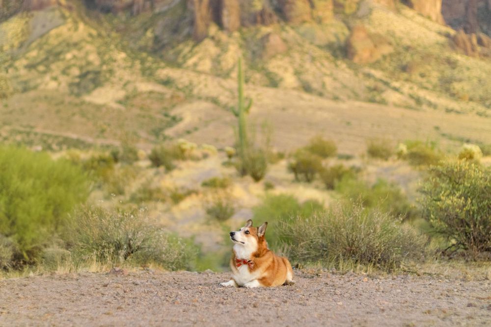 A tan and white corgi lays on his stomach looking off past the camera.