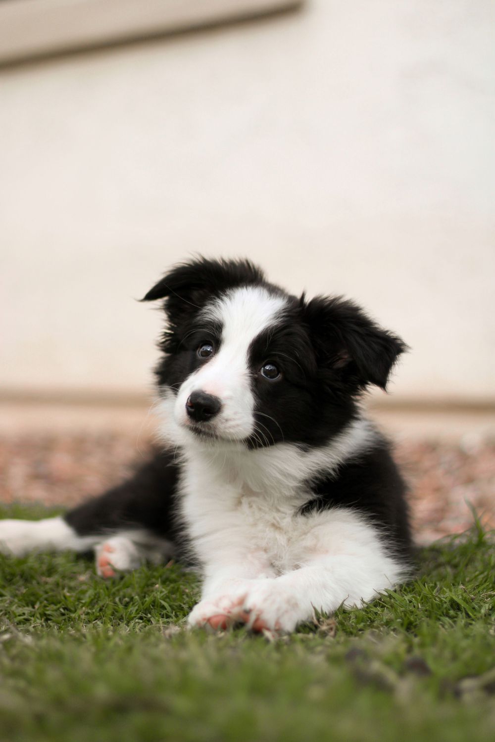 A young border collie tilts her head while looking at the camera.