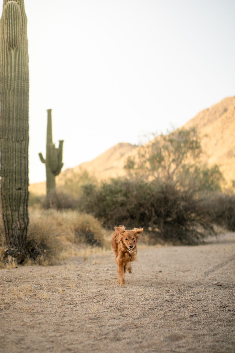 A three-legged golden retriever runs through the desert.