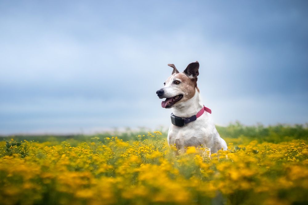 A jack Russell terrier sits in a field of yellow wildflowers. The sky is impressively blue.