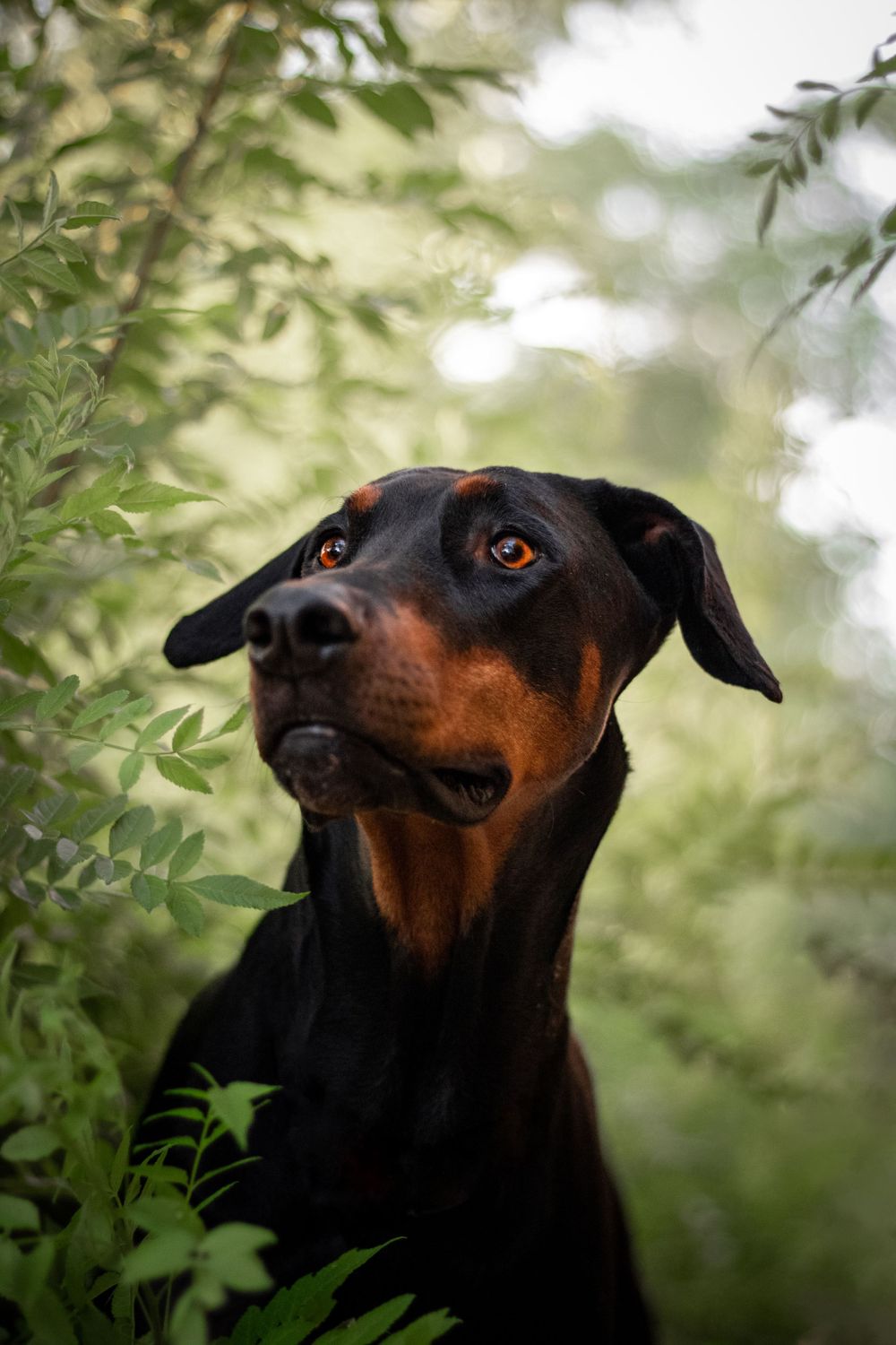 A headshot of a Doberman amongst some greenery.