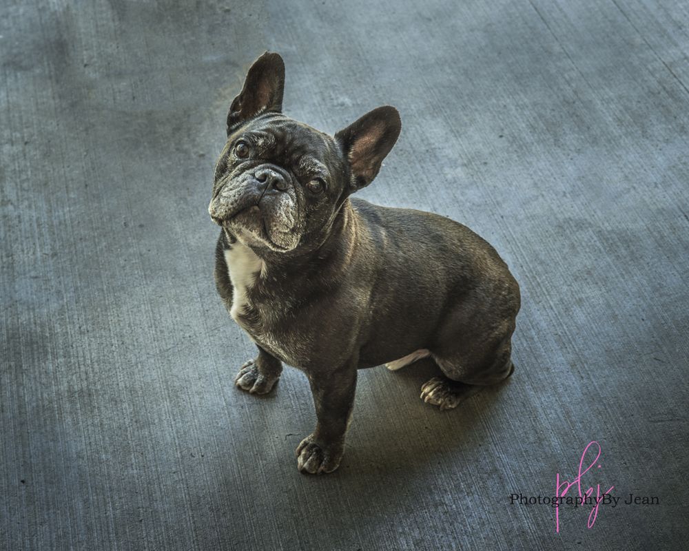 A French Bulldog with gray coat sits attentively on a textured blue-gray background with artistic styling.