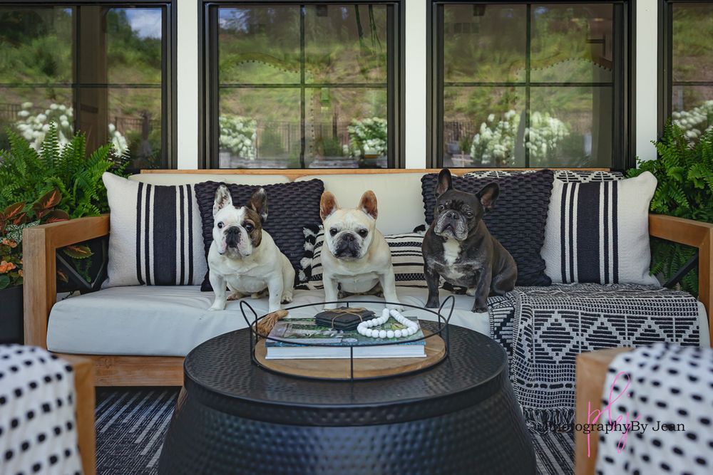 Three small dogs sitting on a gray sofa with striped pillows in a sunlit porch with glass windows and greenery outside.