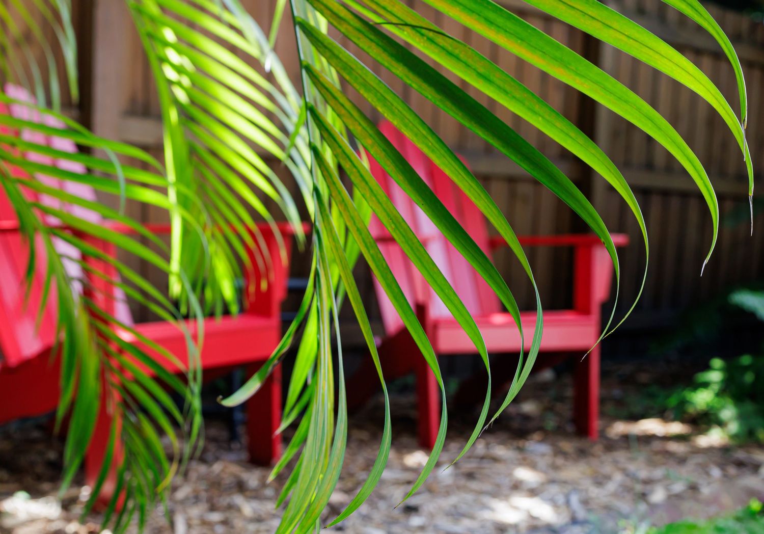 relaxing backyard with palm trees and red chairs