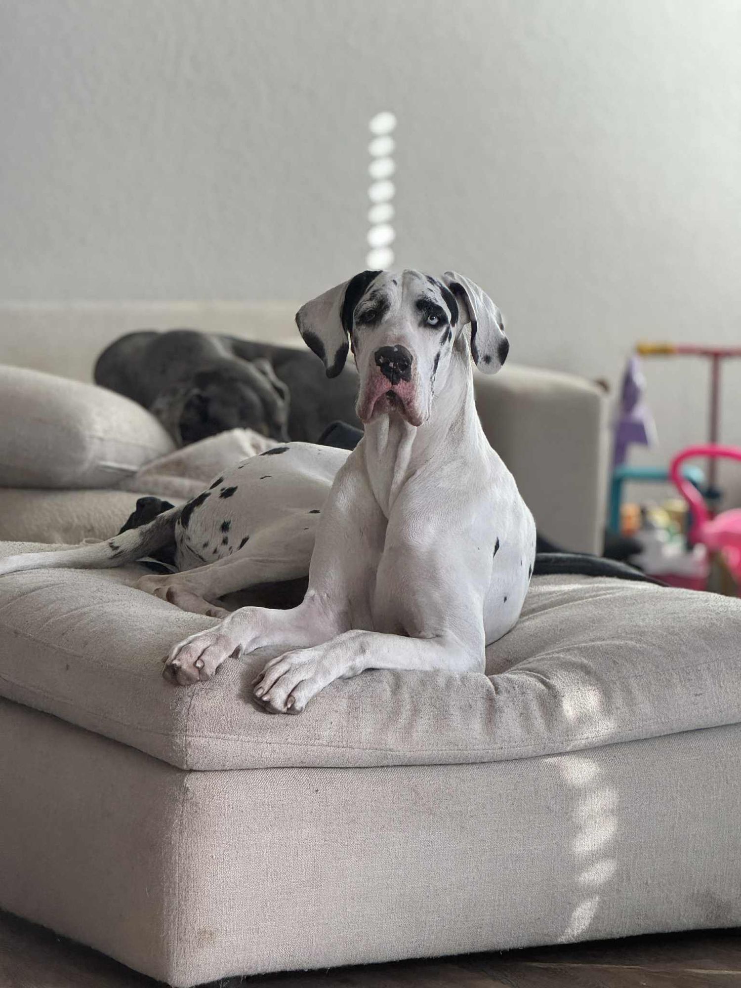 White harlequin Great Dane dog lounging on a beige couch with tongue out indoors.