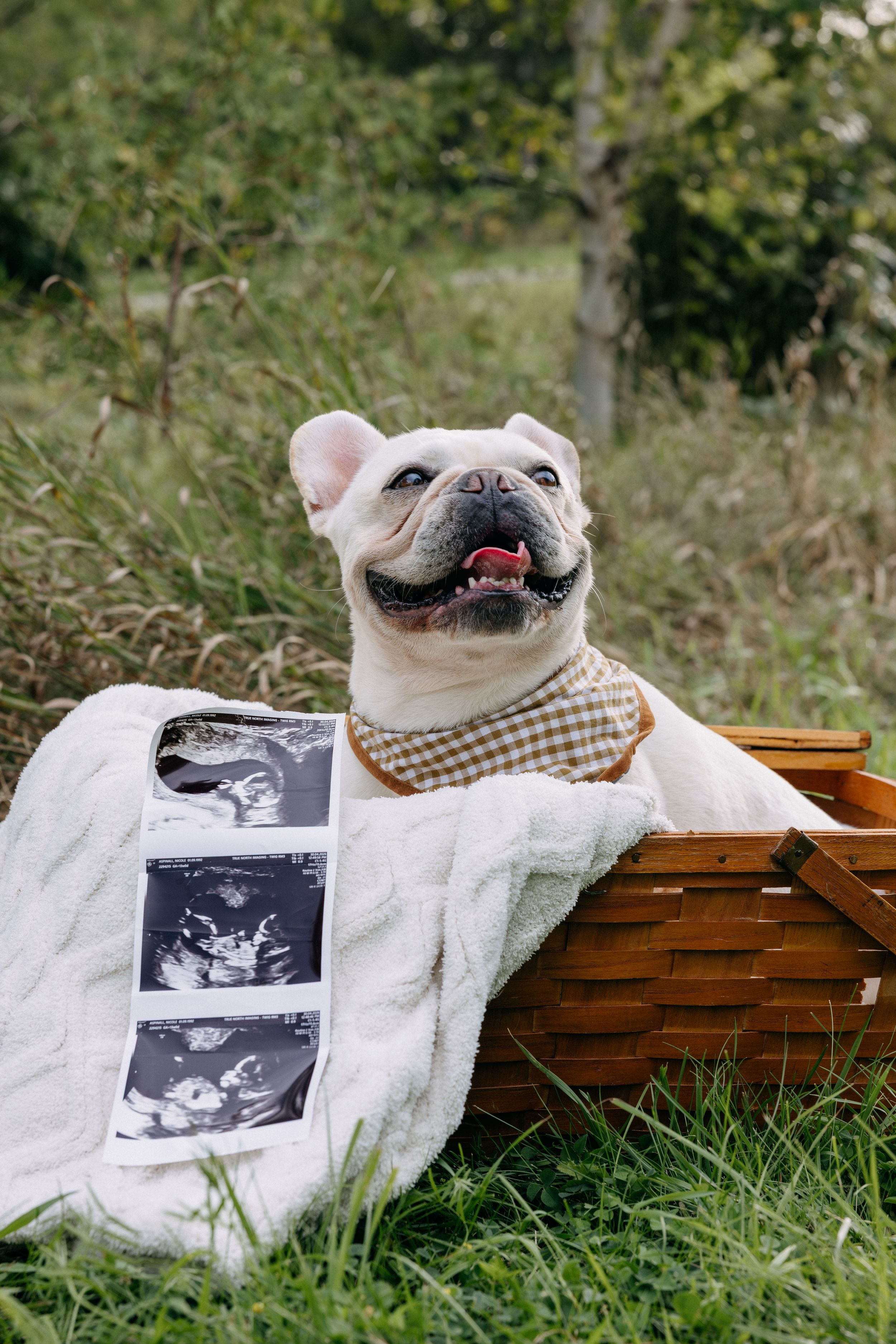 Photographer near me, Prince Edward County, Maternity Photoshoot, Pregnancy Announcement, French Bulldog, Maternity Photographer