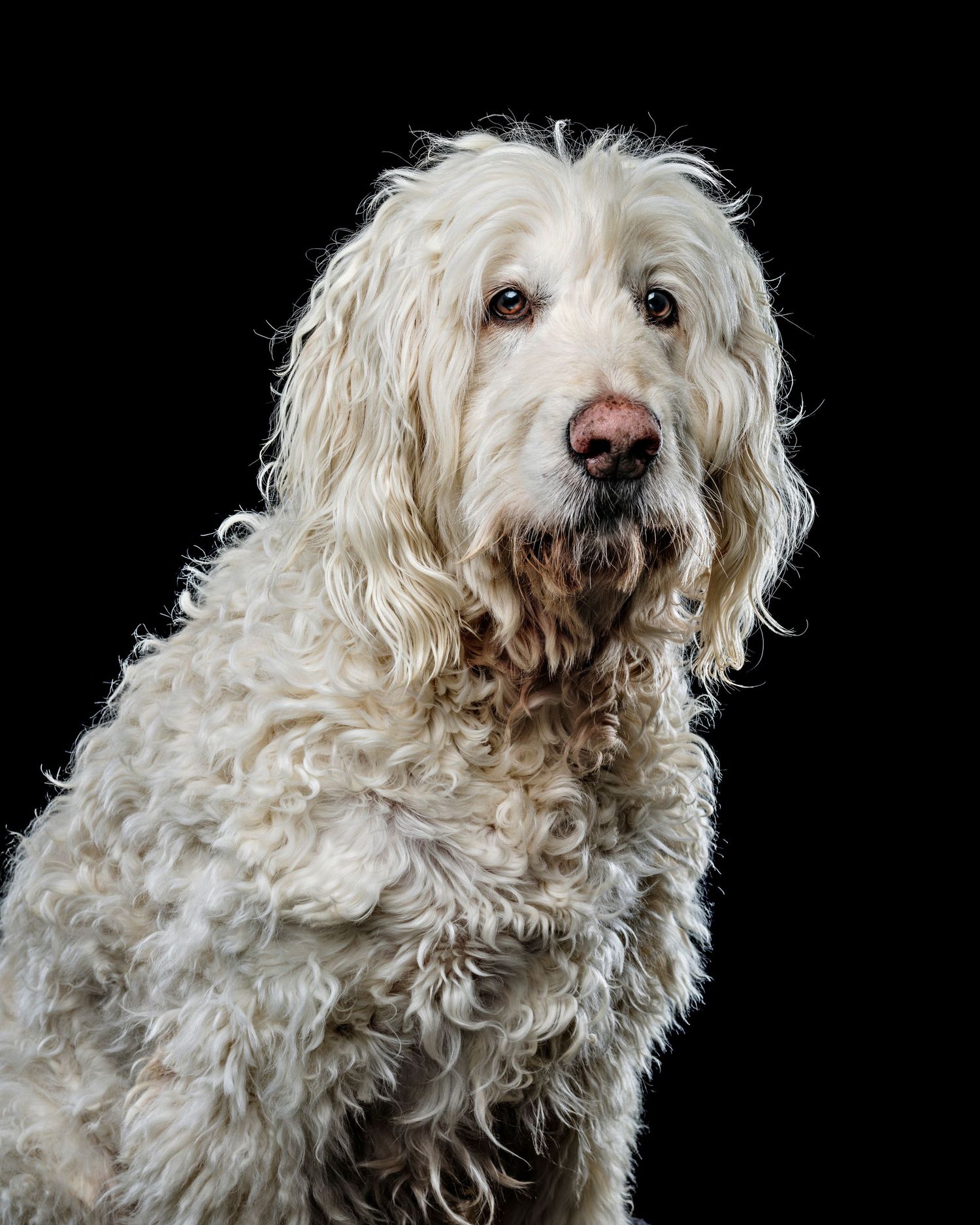Portrait of a shaggy white Goldendoodle dog with curly fur against a black background.