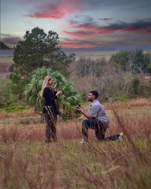A proposal moment captured in a field at sunset with tall grass and pine trees in the background.