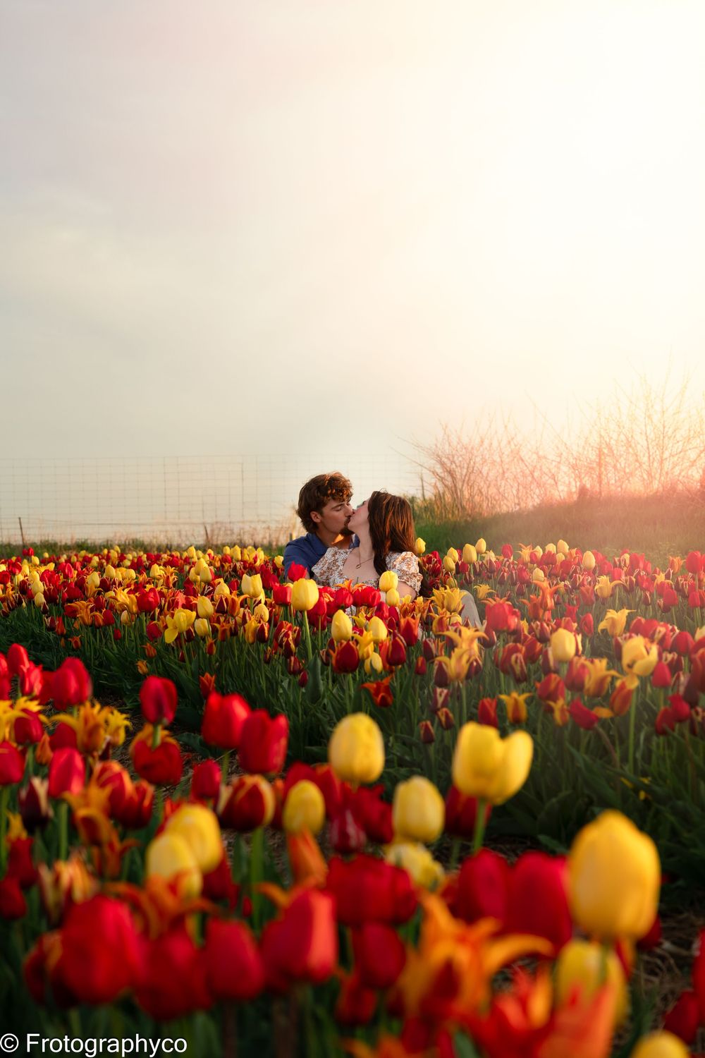 Couple sharing a romantic kiss surrounded by vibrant red and yellow tulips in a sunlit flower field.