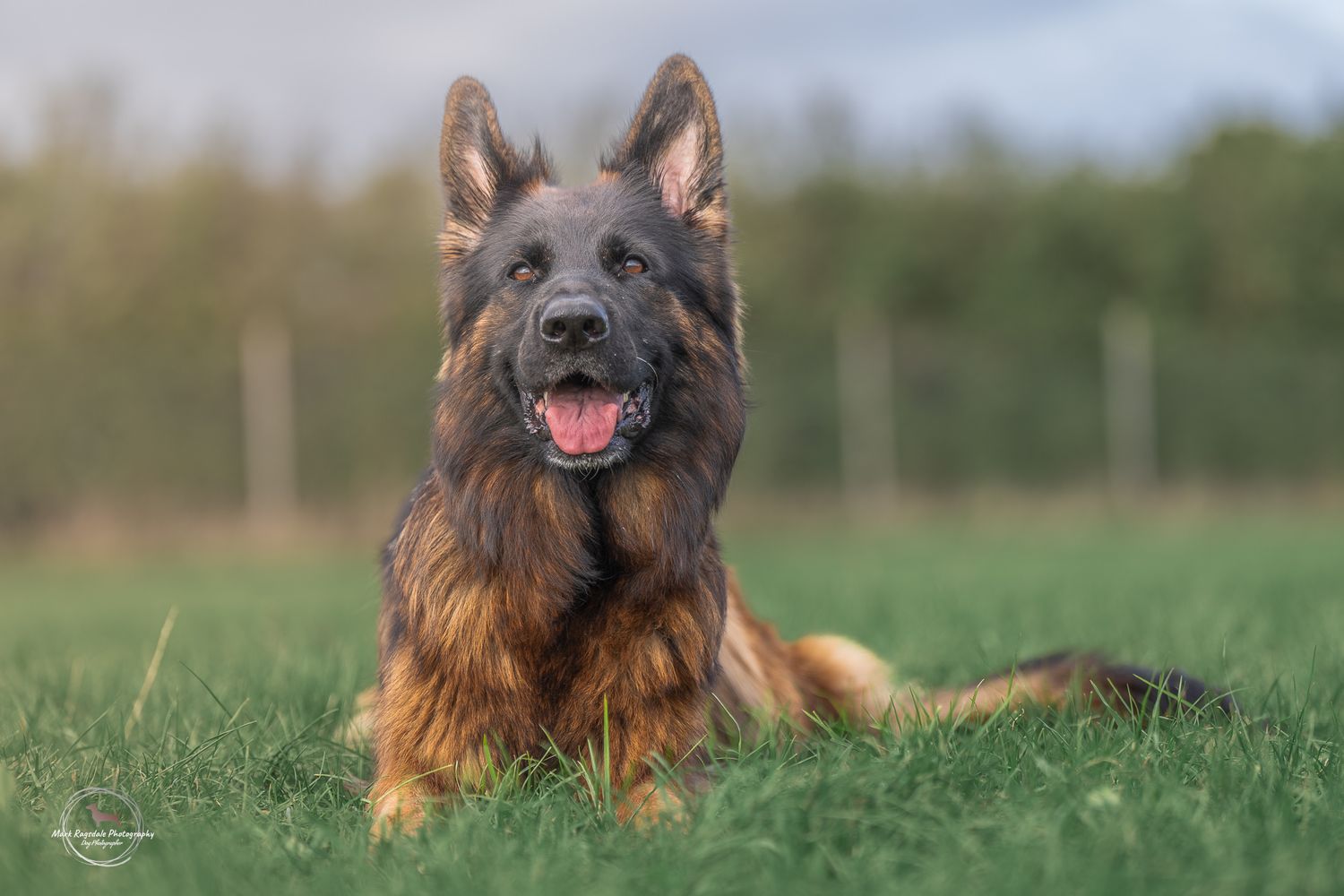 A German Shepherd dog with brown and black fur sitting attentively in a grassy field on a sunny day.