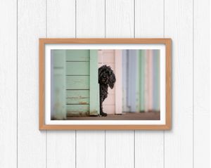 black cockerpoo peaking from between the beach huts at Eastney Beach