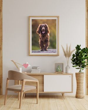 chocolate sprocker spaniel walking in golden hour