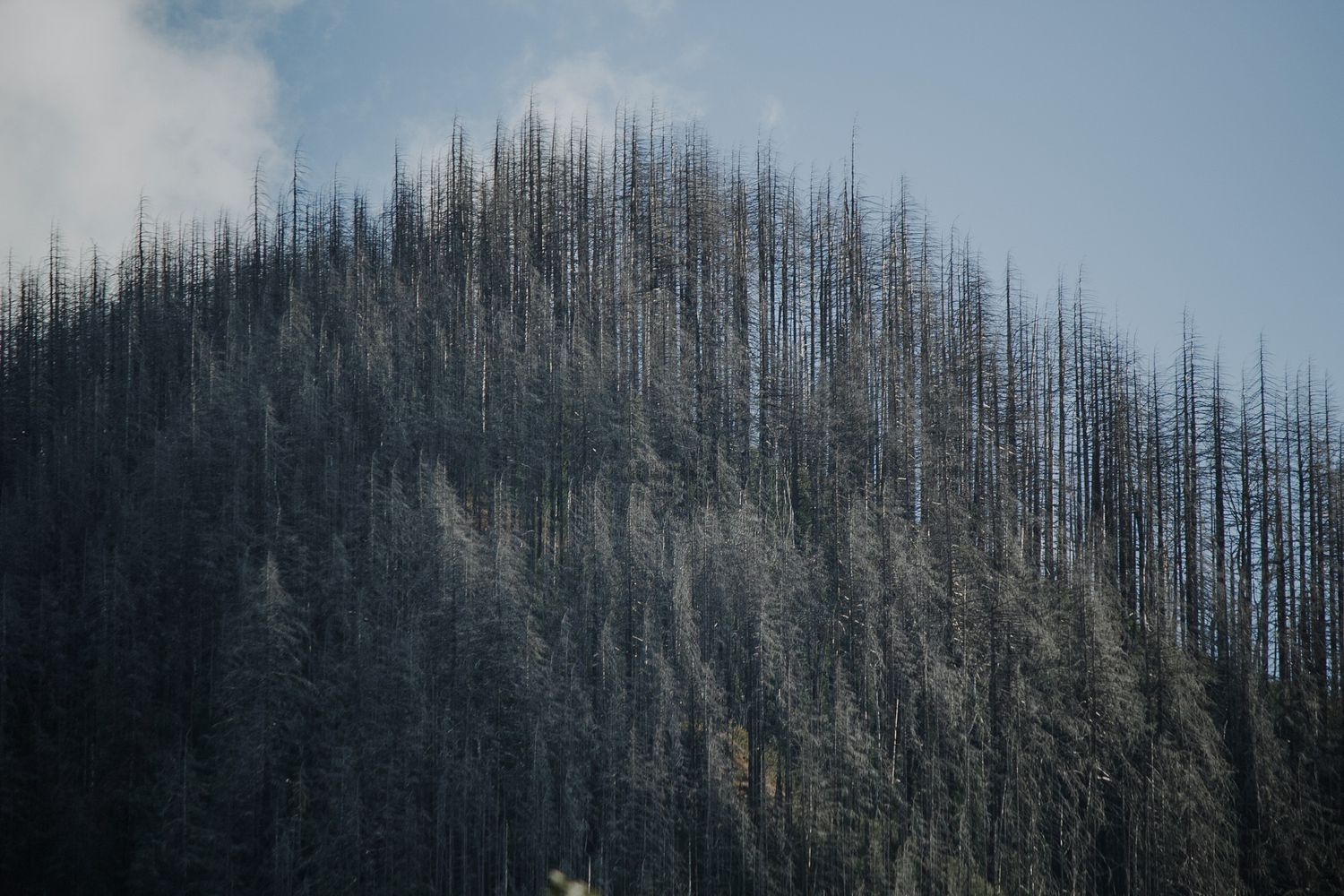 Dense hillside forest of tall dark evergreen trees against a pale blue sky with light clouds.