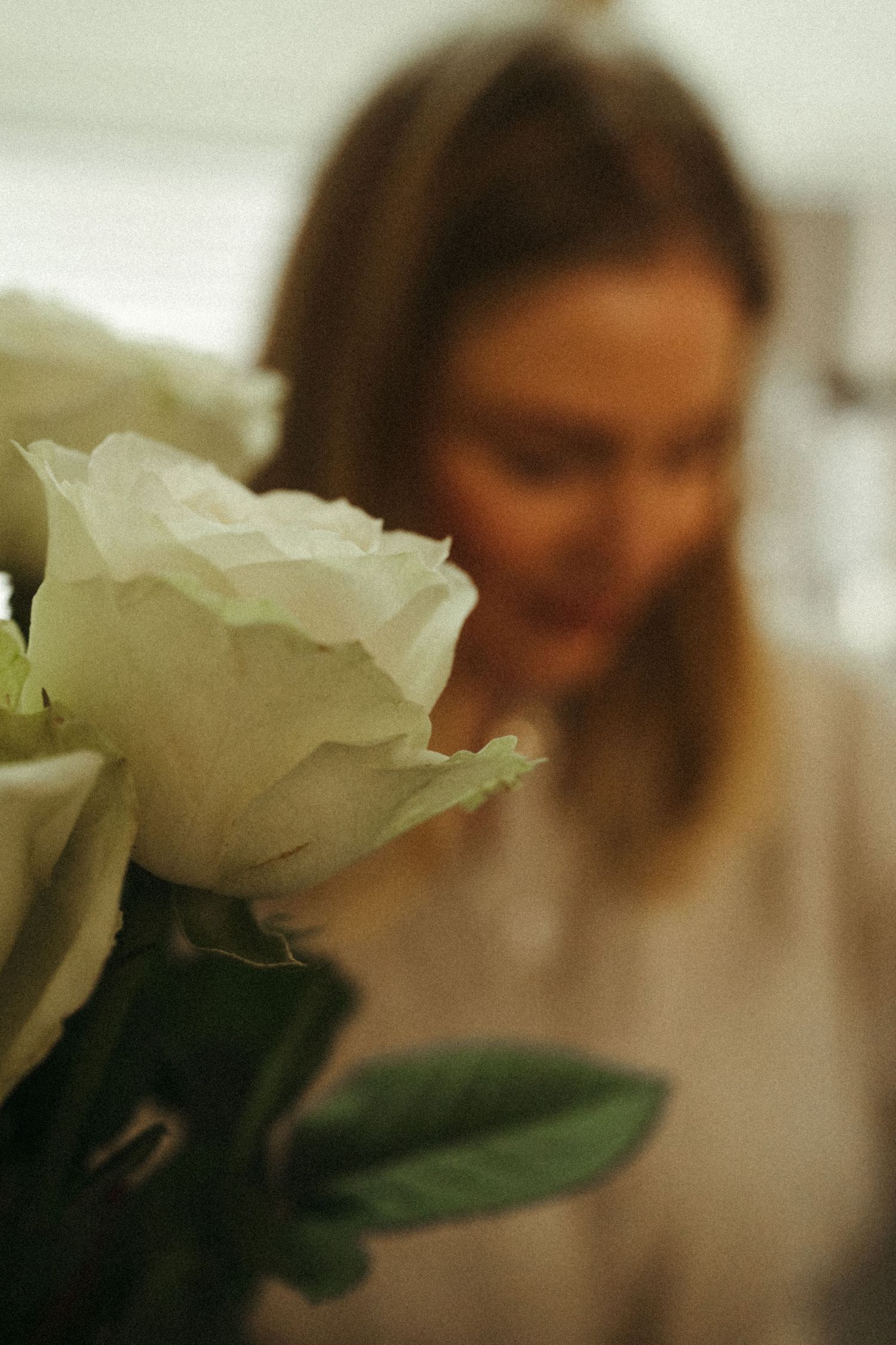 Close up of white rose petals with soft focus background.