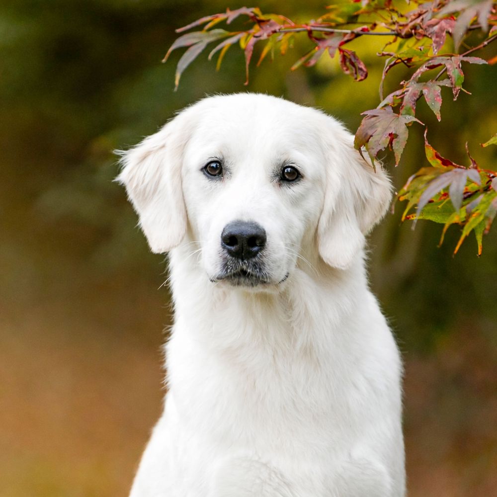 Health Tested White Golden Retriever Bitch Runcorn