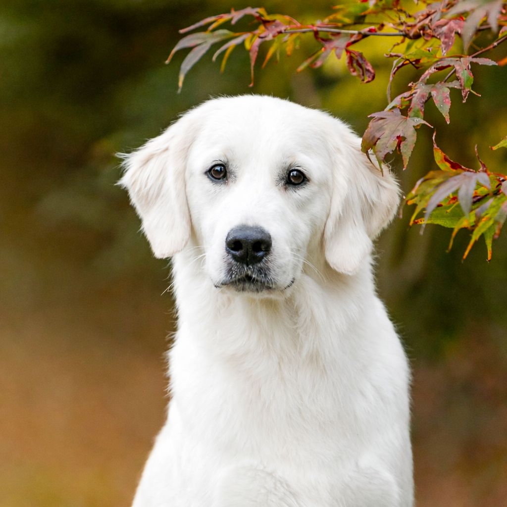 Health Tested White Golden Retriever Bitch Runcorn