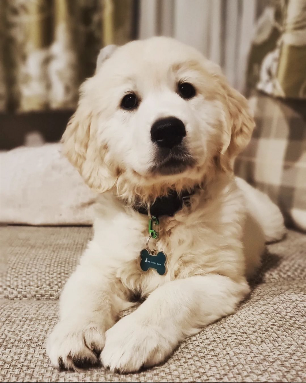 Adorable white puppy lying on a beige couch with a blue collar.