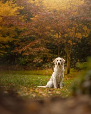 Dog rests on grass with golden autumn trees creating a scenic backdrop.